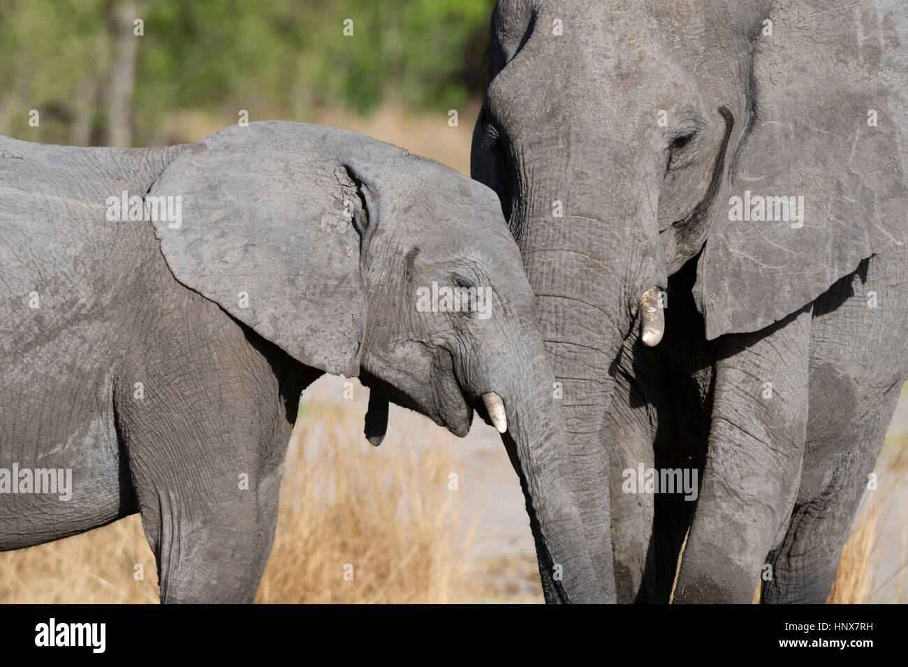 Juvenile with mother elephant (Loxodonta africana) with trunks together, Khwai concession, Okavango delta, Botswana Stock Photo