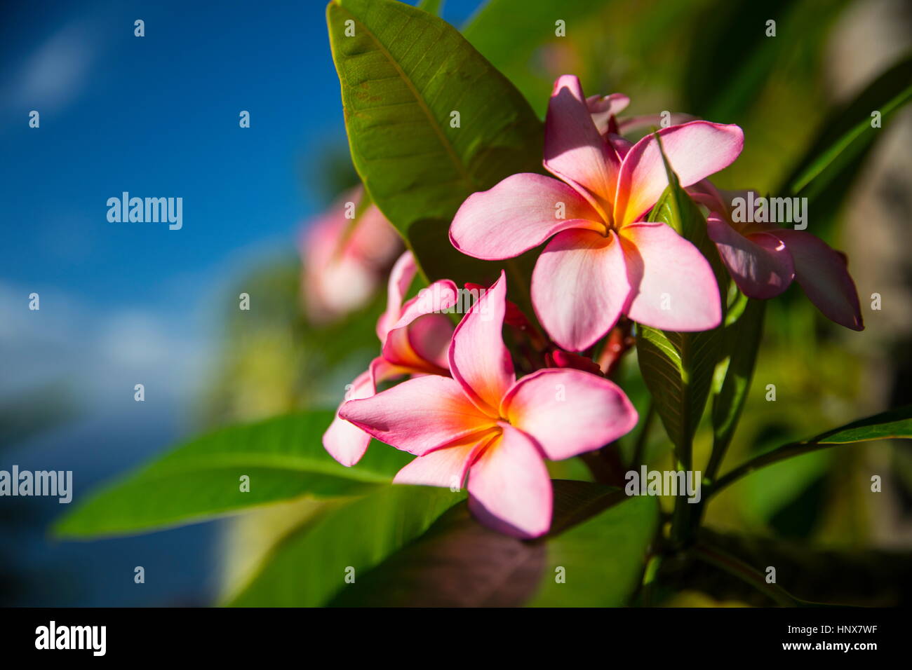 Pink tropical flowers hi-res stock photography and images - Alamy