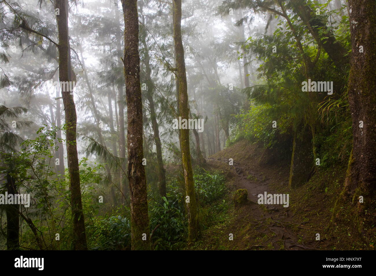 Path through misty tropical rainforest, Reunion Island Stock Photo