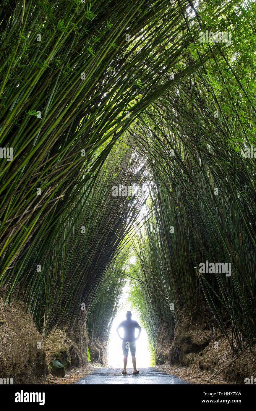 Man standing on road between arch of tall bamboo plants, Reunion Island Stock Photo