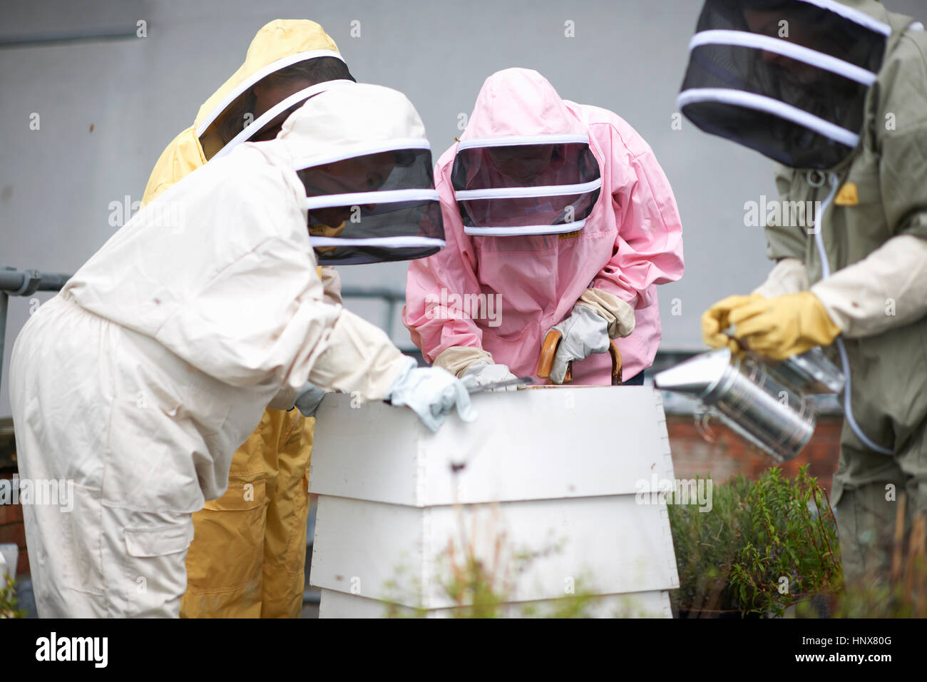 Beekeepers inspecting hive Stock Photo