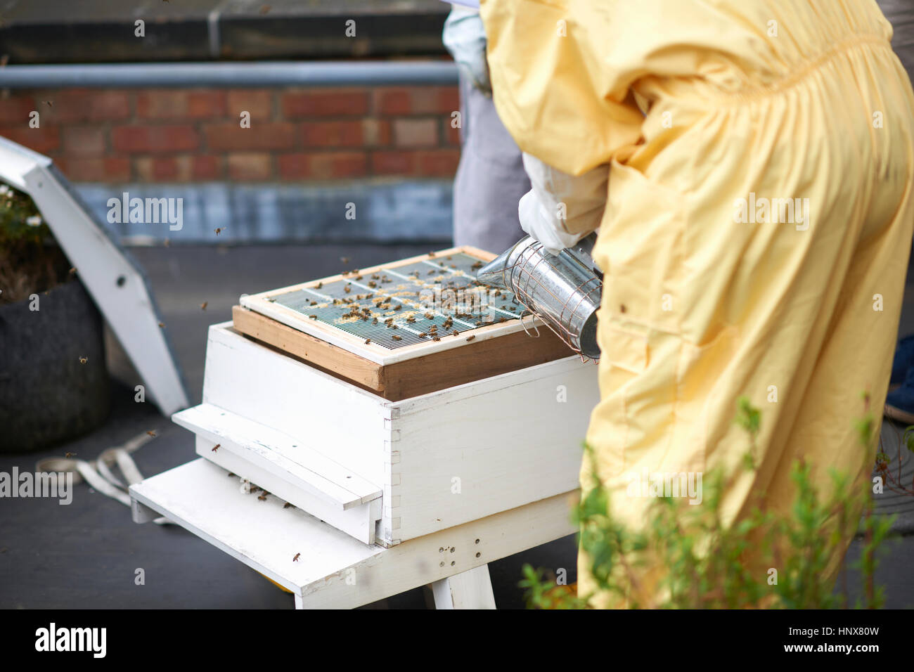 Beekeepers inspecting hive, mid section Stock Photo