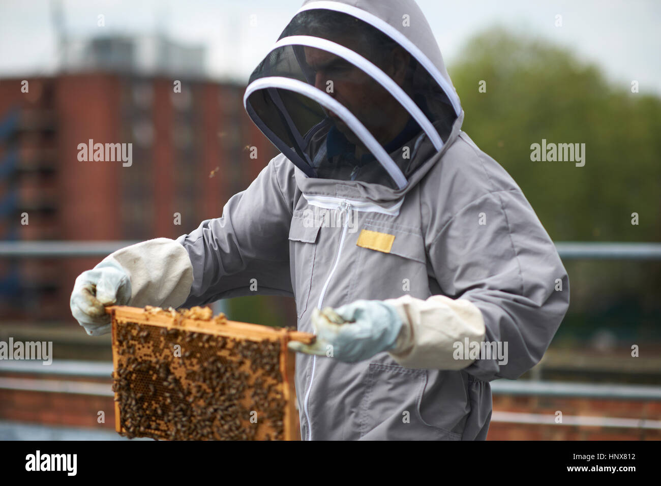 Beekeeper inspecting hive frame Stock Photo