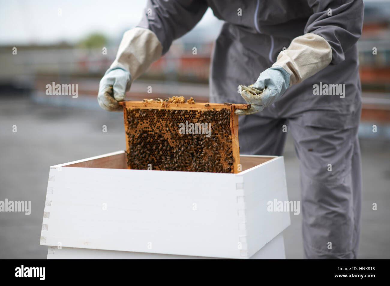 Beekeeper removing hive frame from hive, mid section Stock Photo