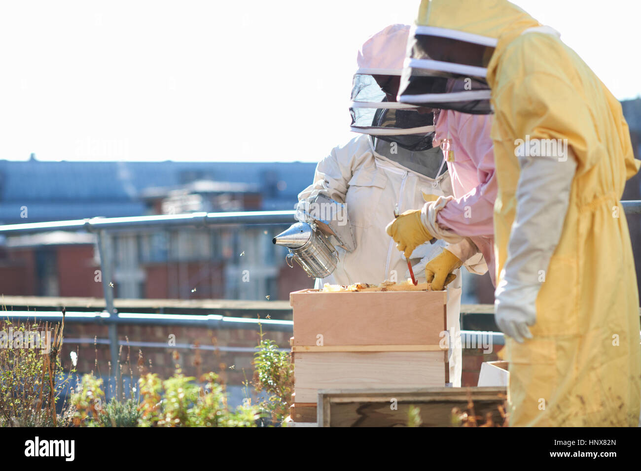 Male and female beekeepers tending trays on city rooftop Stock Photo