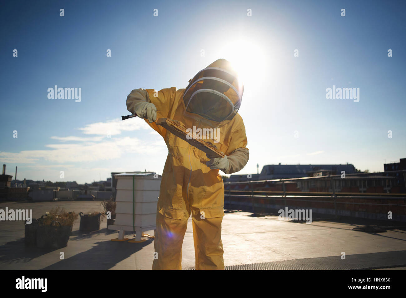 Male beekeeper inspecting honeycomb tray on city rooftop Stock Photo
