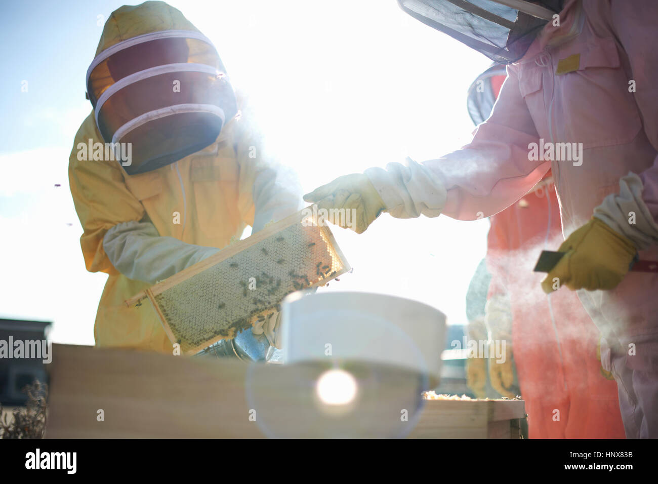 Beekeepers removing honeycomb tray on city rooftop Stock Photo