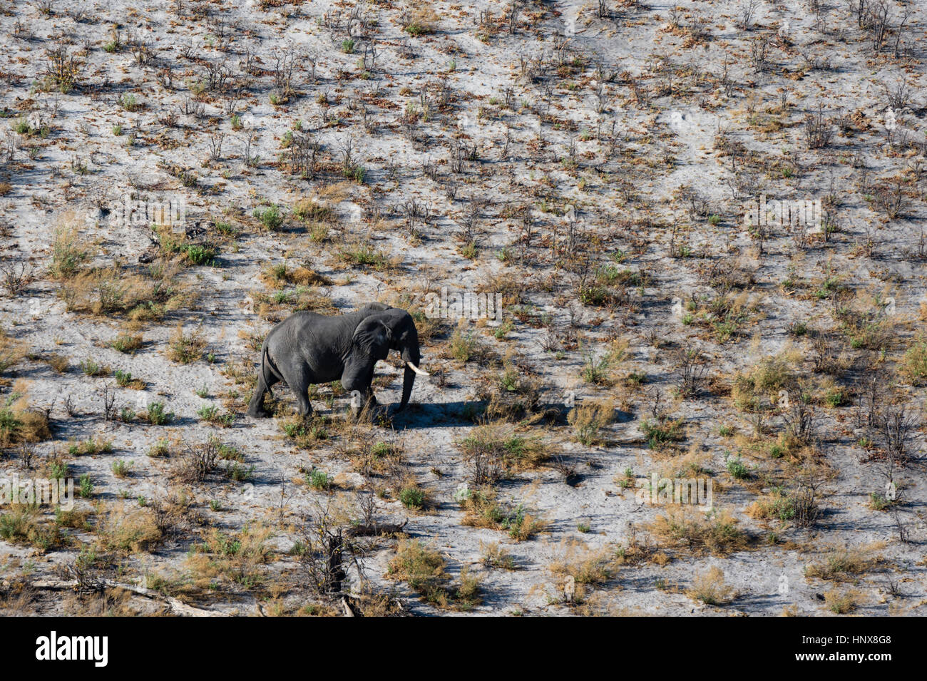 Aerial view of african elephant (Loxodonta africana) walking in arid landscape, Okavango delta, Botswana Stock Photo