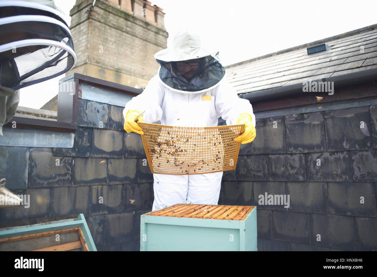 Two female beekeepers, inspecting hive Stock Photo