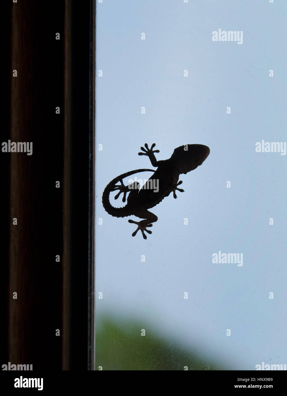 Silhouette of gecko that can be used as logo Stock Photo