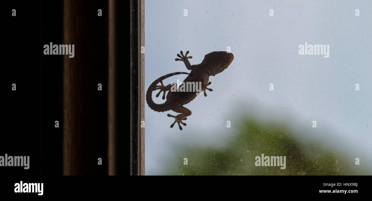Silhouette of gecko that can be used as logotype Stock Photo