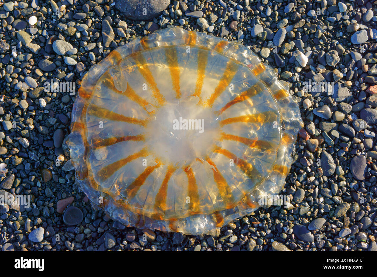 Jellyfish on gravel beach, Alaska Penisnula, Alaska Stock Photo