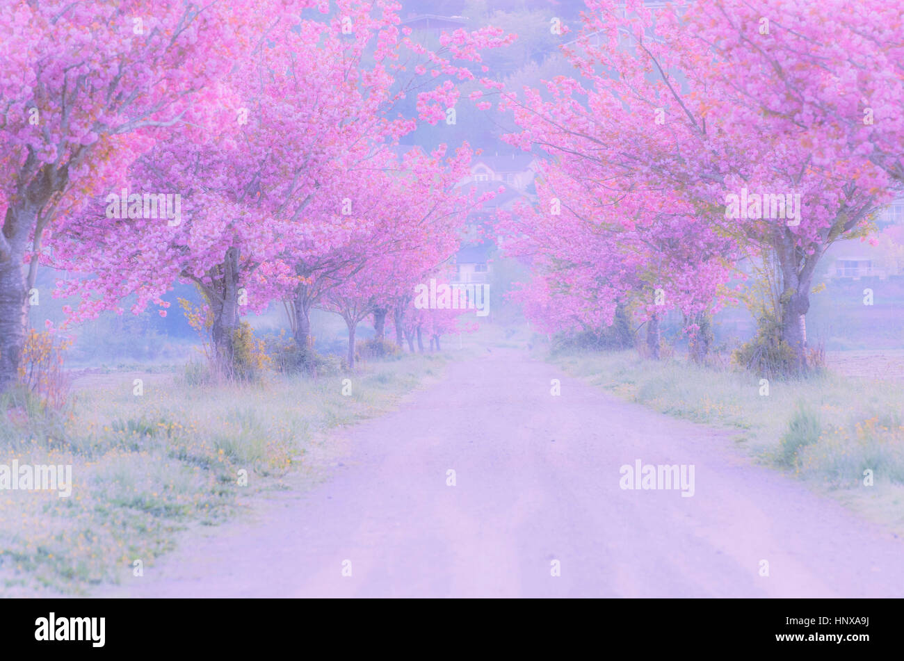 Cherry blossom soft focus hi-res stock photography and images - Alamy