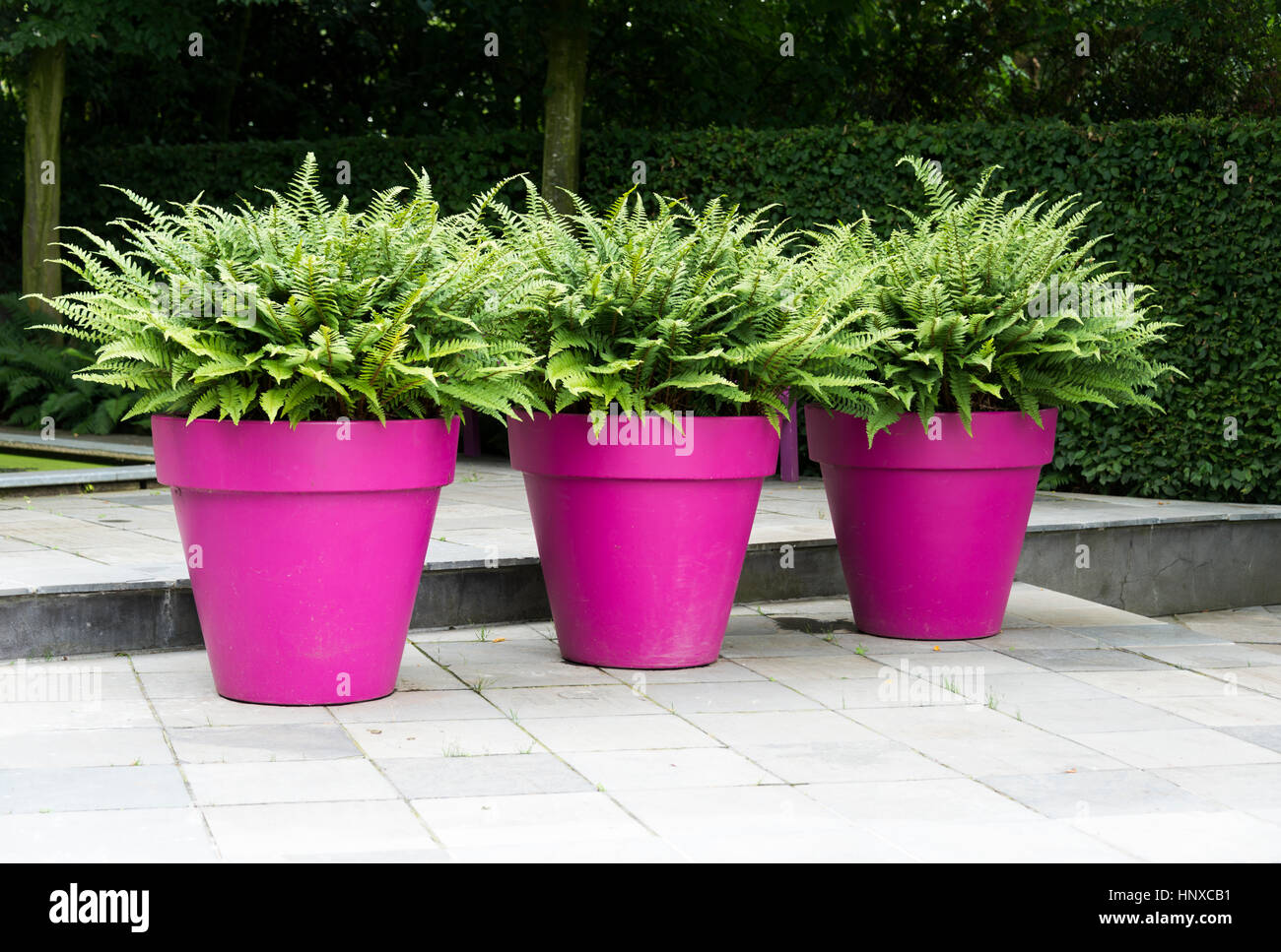 three large purple pots with green ferns on a terrace Stock Photo Alamy