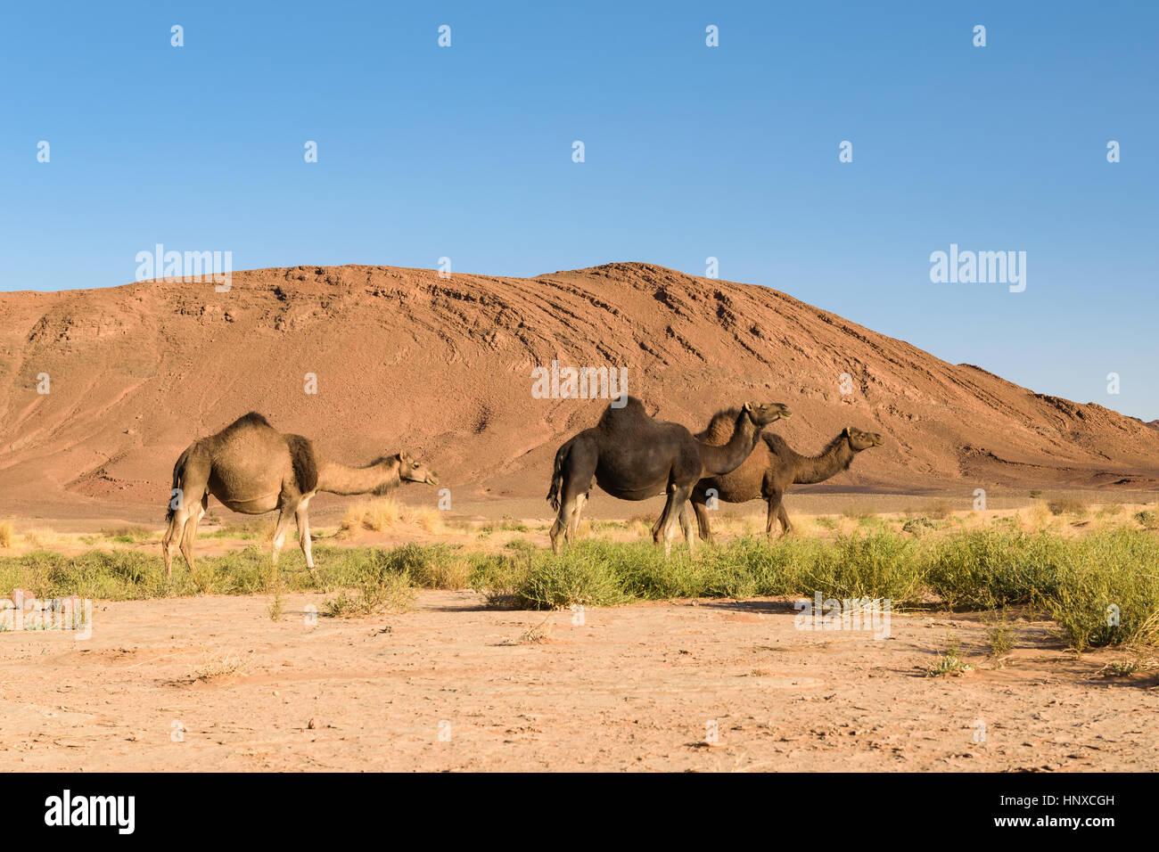 Three Arabian camel, Camelus dromedarius, Morocco Stock Photo