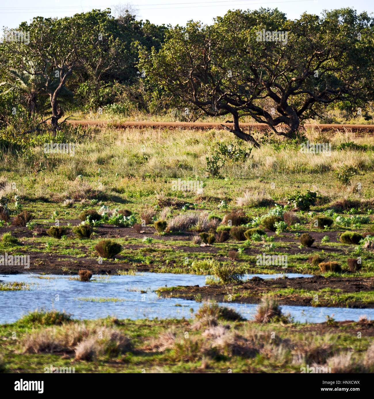 blur in south africa pond lake isimagaliso nature reserve and bush
