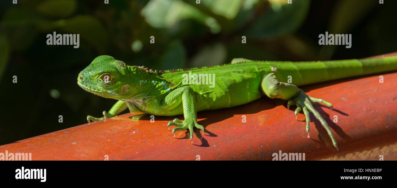 Small Green Iguana on wood railing Stock Photo
