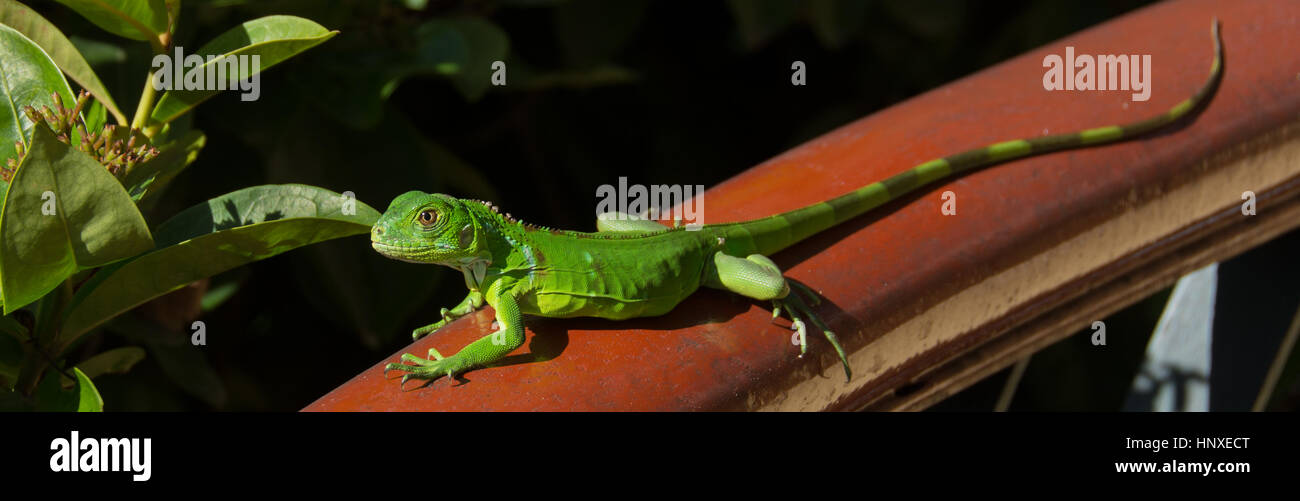 Small Green Iguana on wood railing Stock Photo