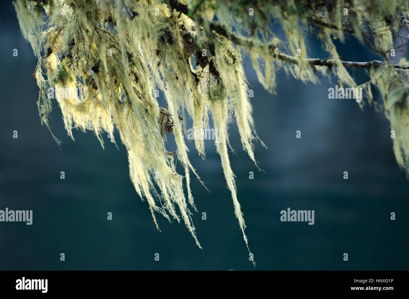 Witch's Hair Lichen in the wind. Stock Photo