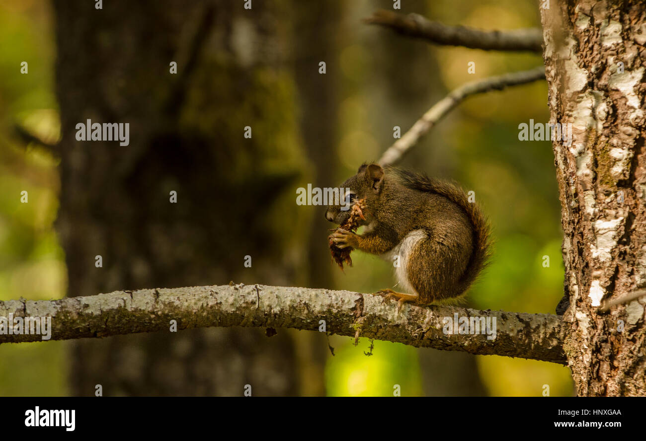 Douglas squirrel eating douglas fir cone Stock Photo Alamy
