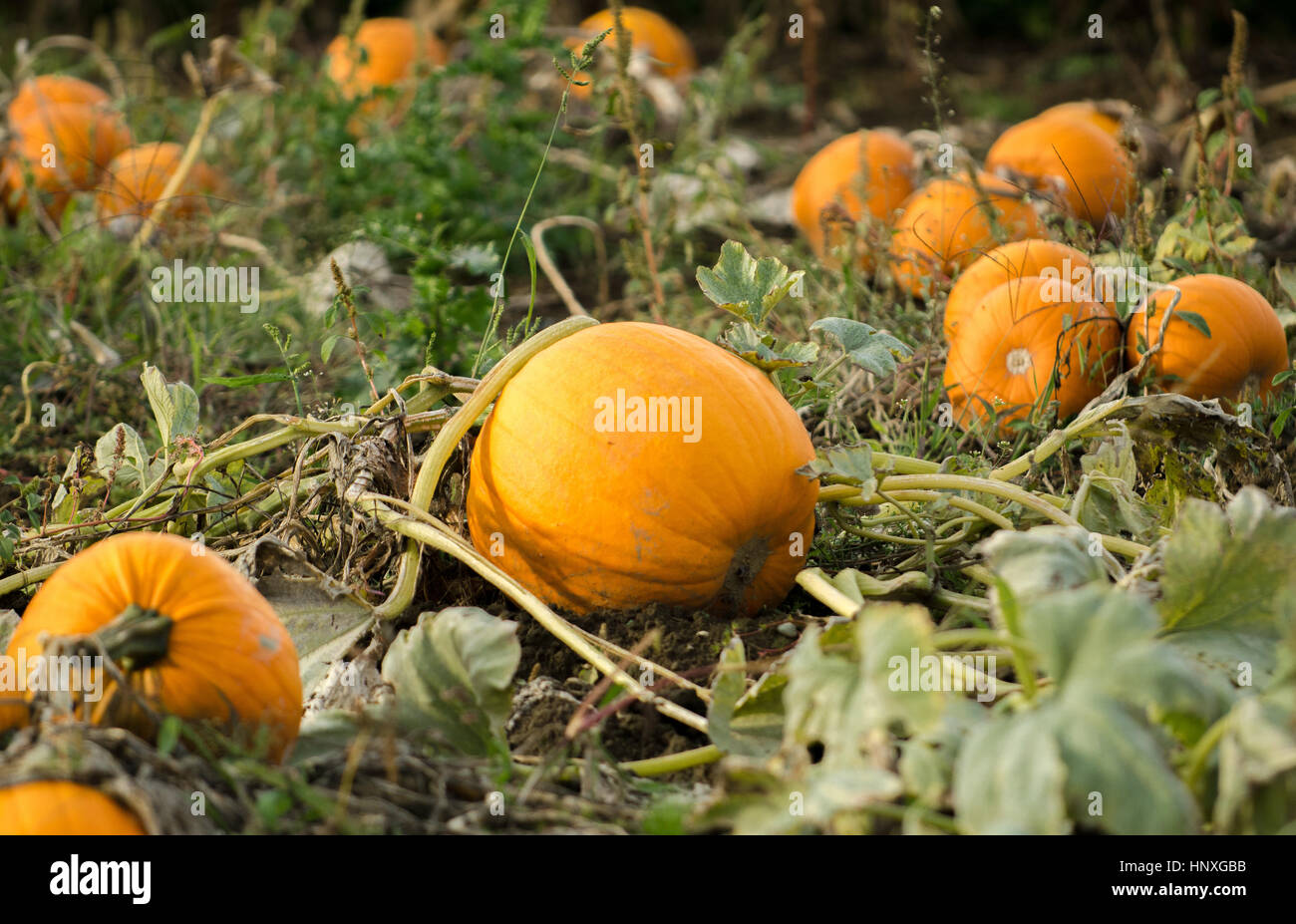 Pumpkins in field Stock Photo - Alamy
