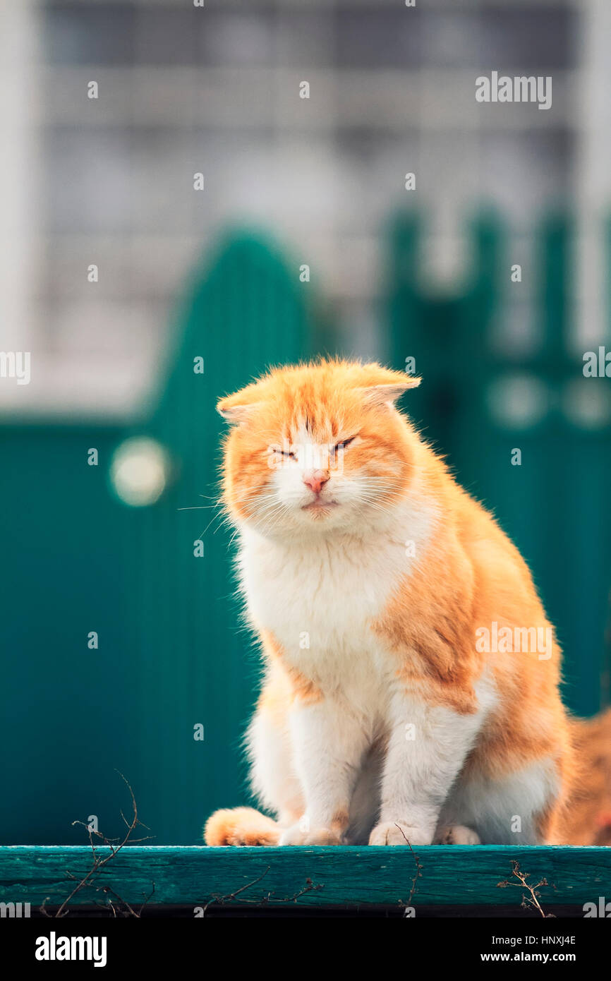 happy orange cat
