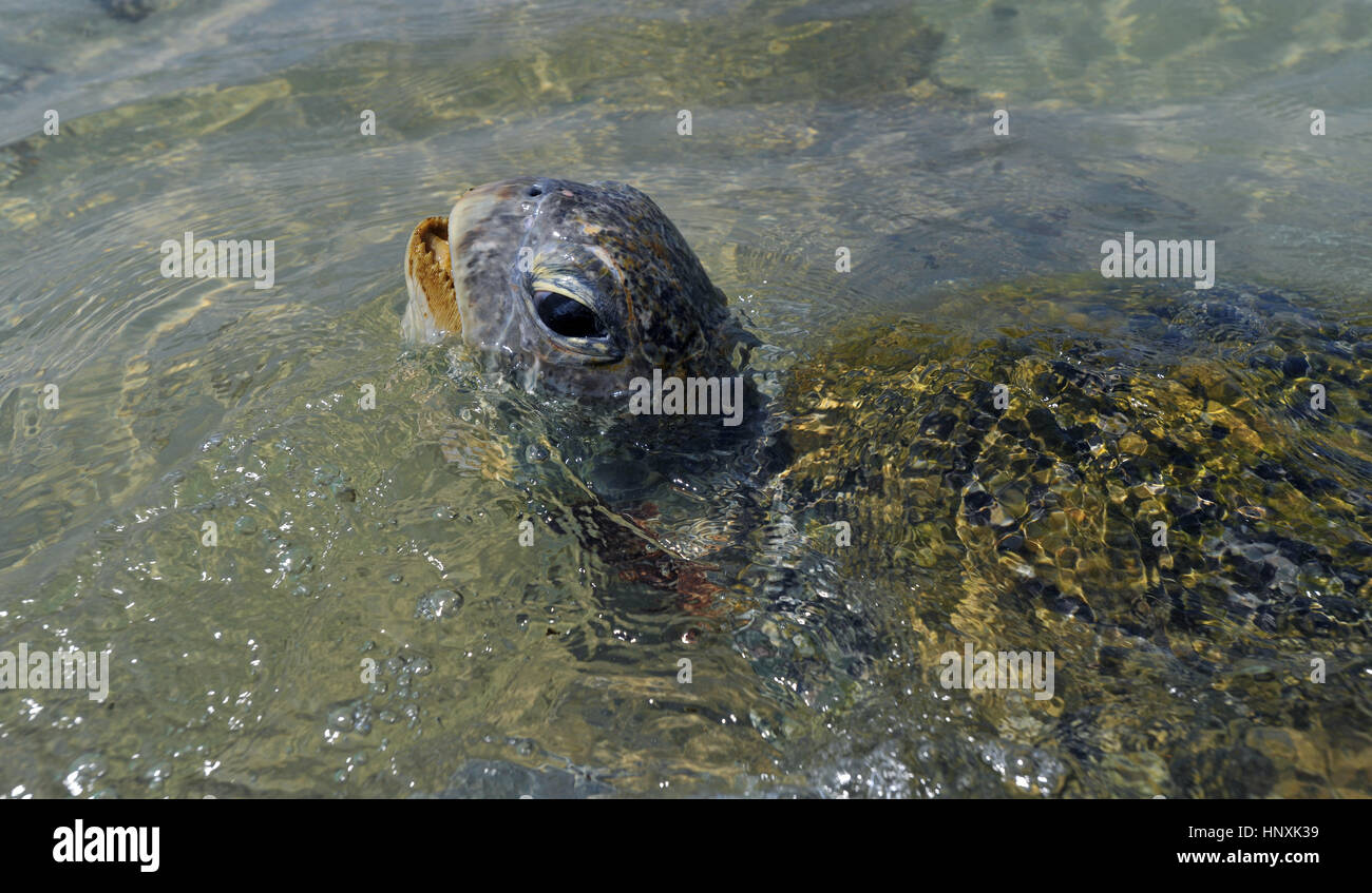 Large turtle surfacing shallow sea water in Sri Lanka Stock Photo