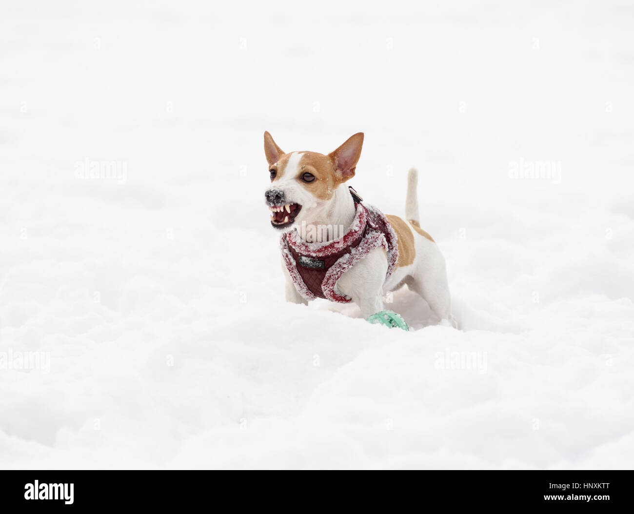 Barking dog wearing warm harness with word 'watchdog' on tag Stock Photo