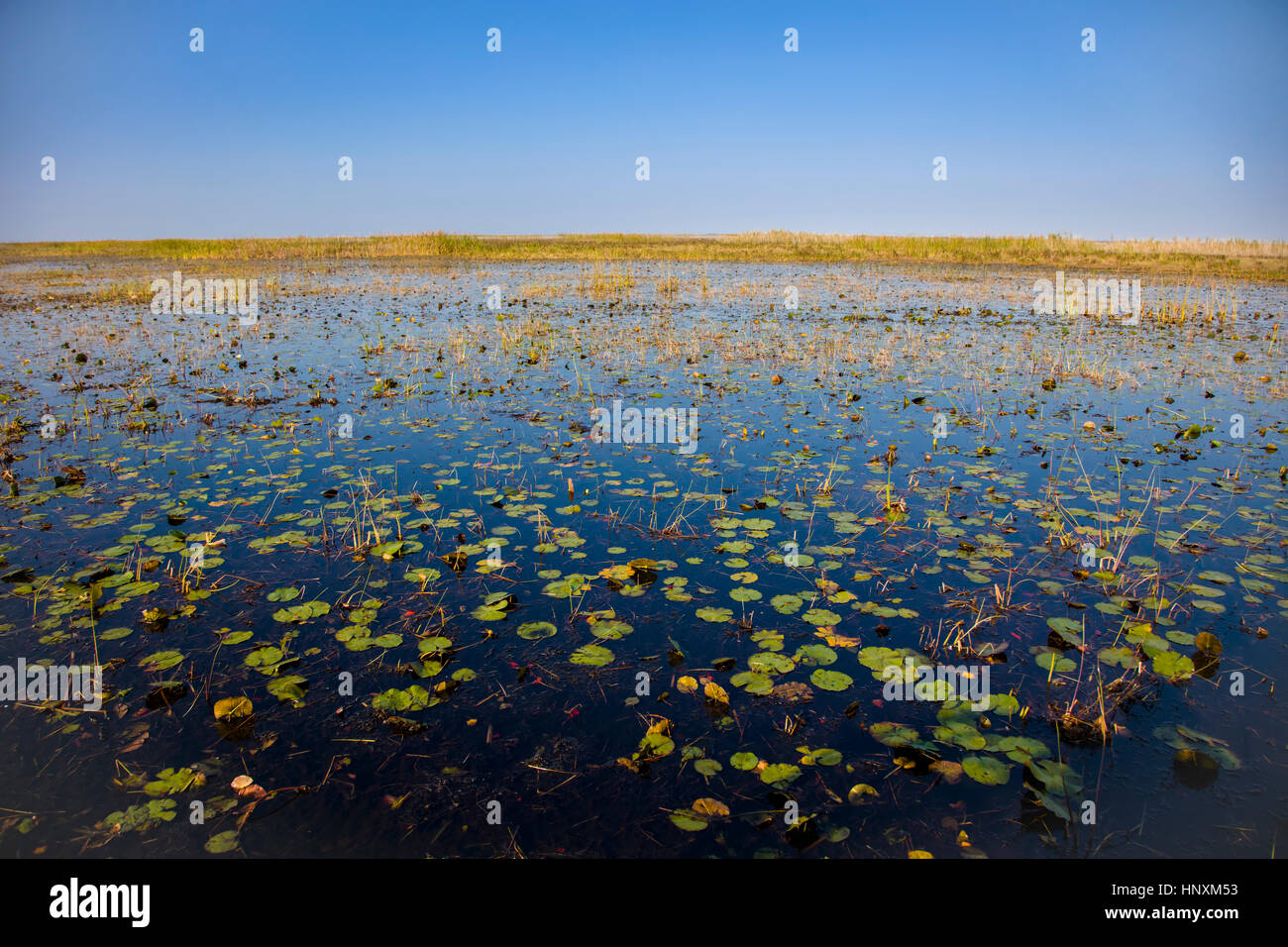 Marsh land at Lake Okeechobee in Central Florida Stock Photo
