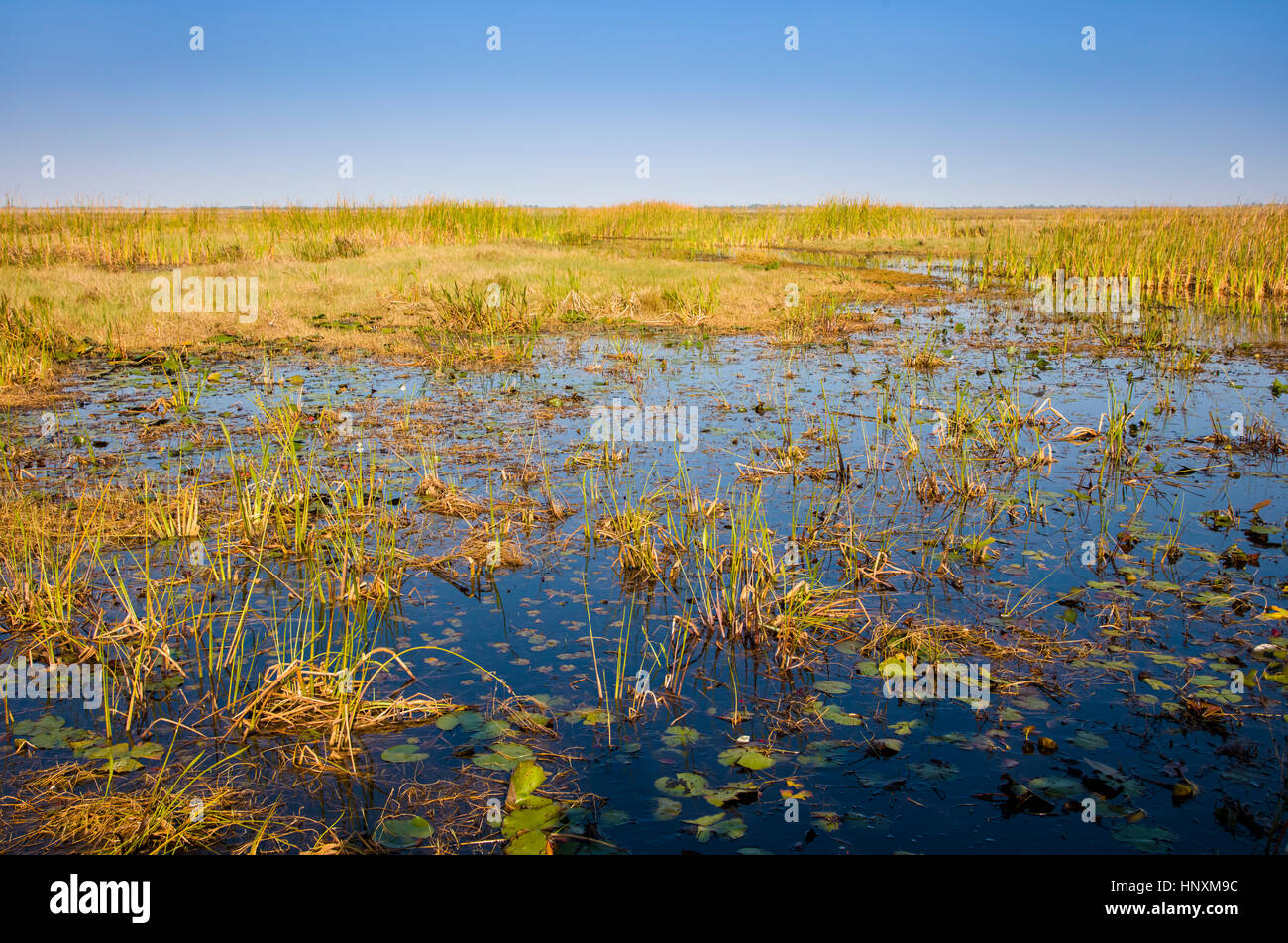 Marsh land at Lake Okeechobee in Central Florida Stock Photo