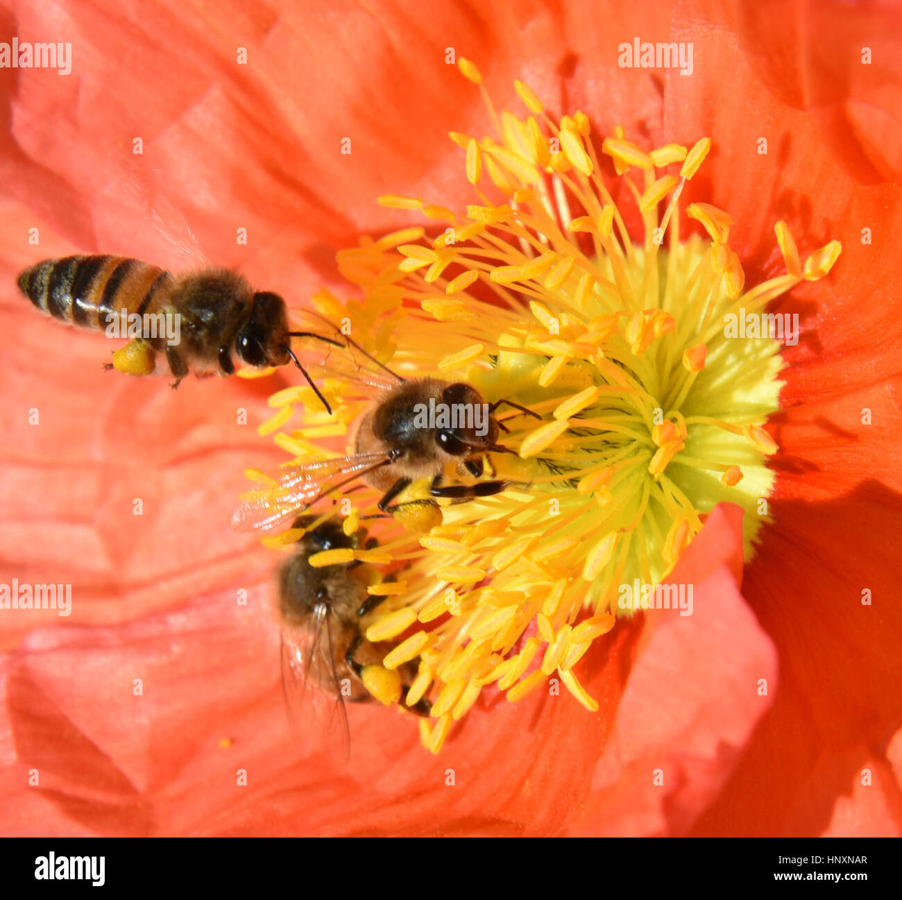 Macro of an Orange California Poppy (Eschscholzia californica) with three honey bees (Apis mellifera) collecting nectar and pollen. Stock Photo