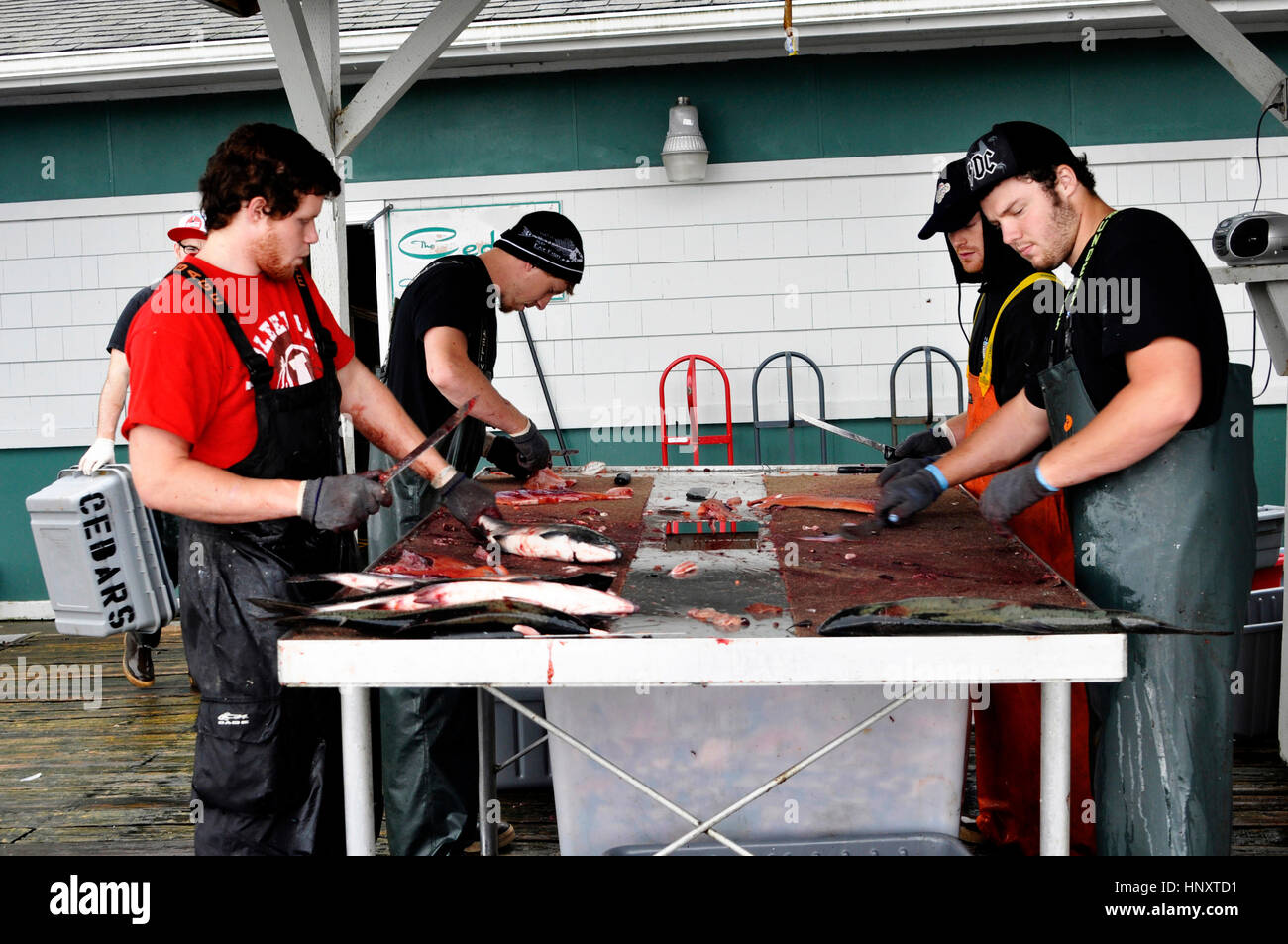 Four young people cleaning the salmon after fishing in Ketchikan, Alaska Stock Photo