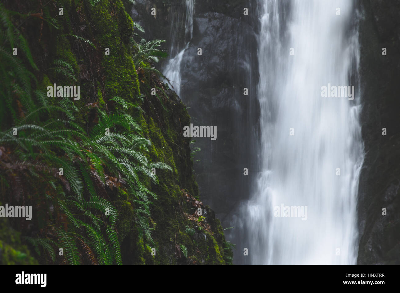 Waterfall in lush temperate rainforest Stock Photo