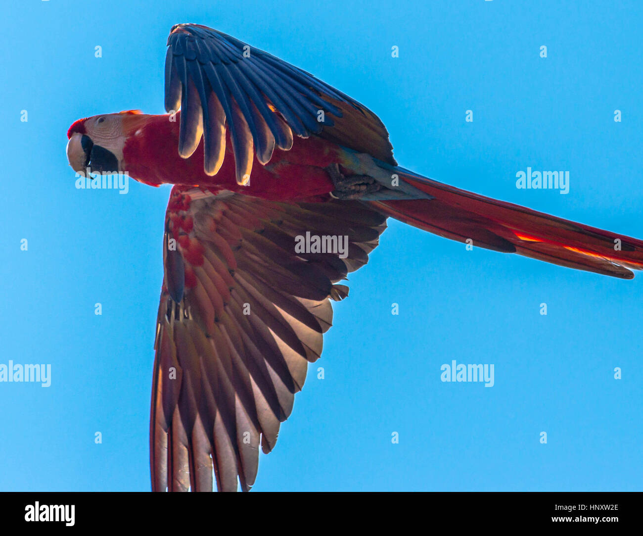 Brightly coloured scarlet macaw against blue sky Stock Photo