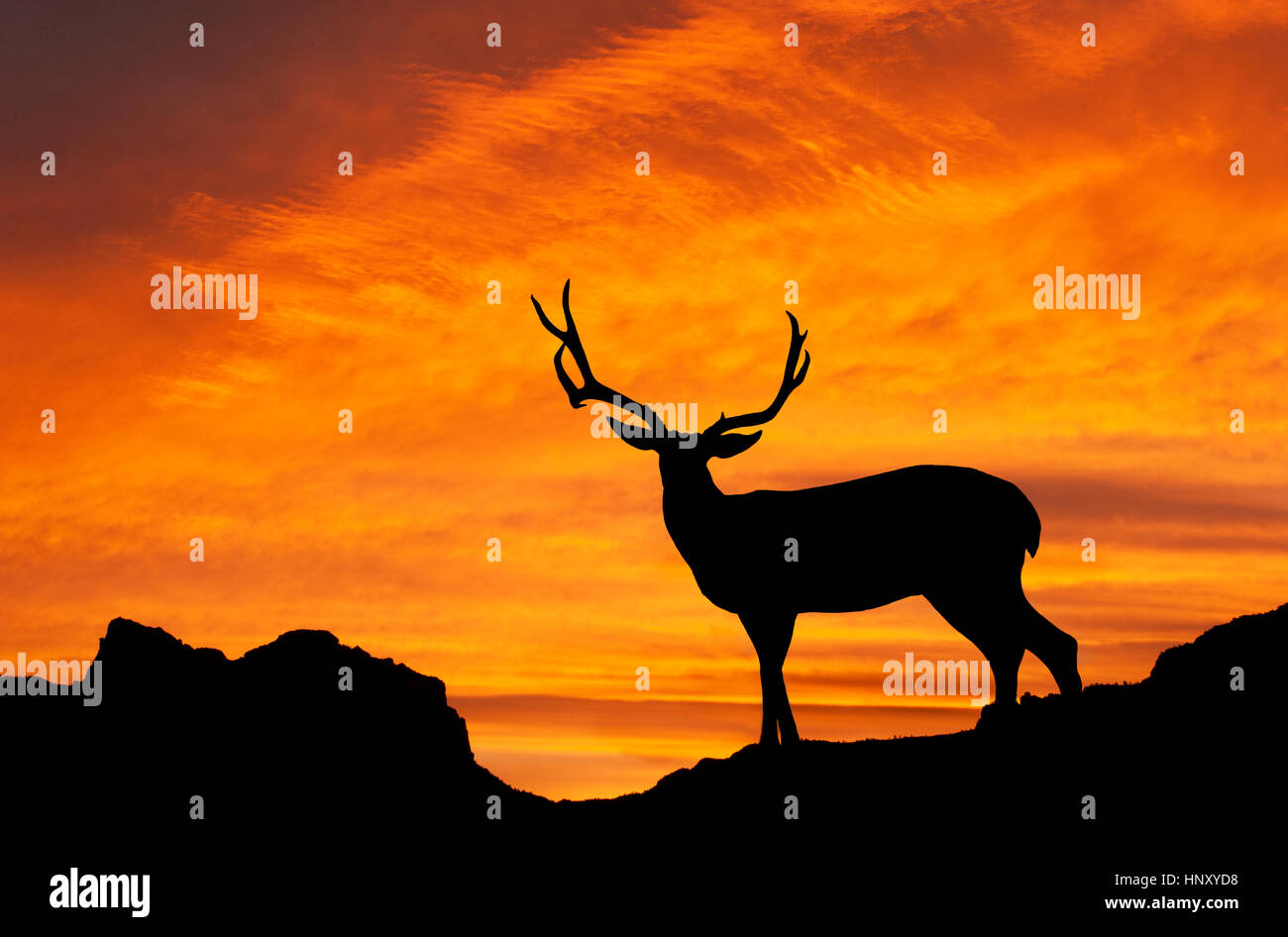 Deer at sunset hi-res stock photography and images - Alamy