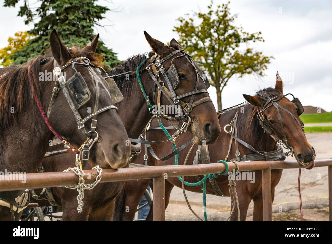 Amish horses at a hitching post in Dalton, Ohio, USA. Stock Photo