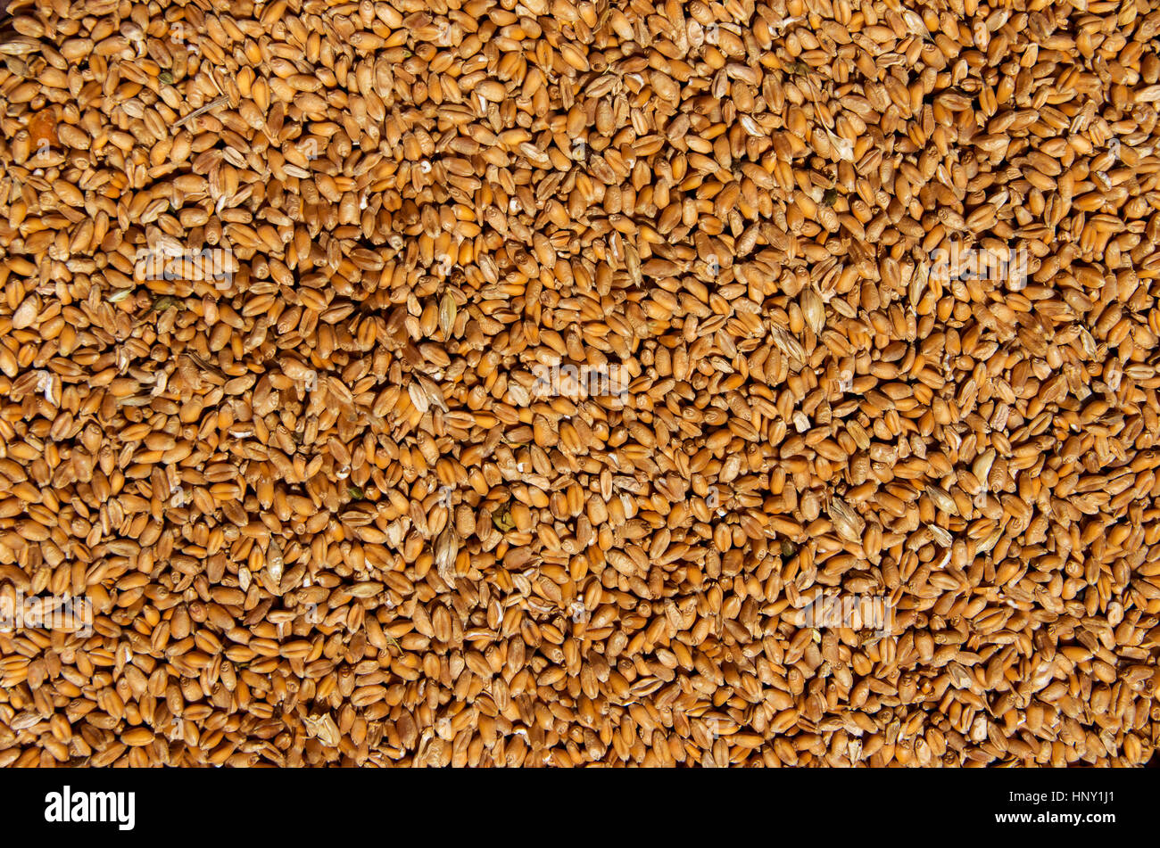 Whole background of wheat grain. Export and import of grain. Stock Photo