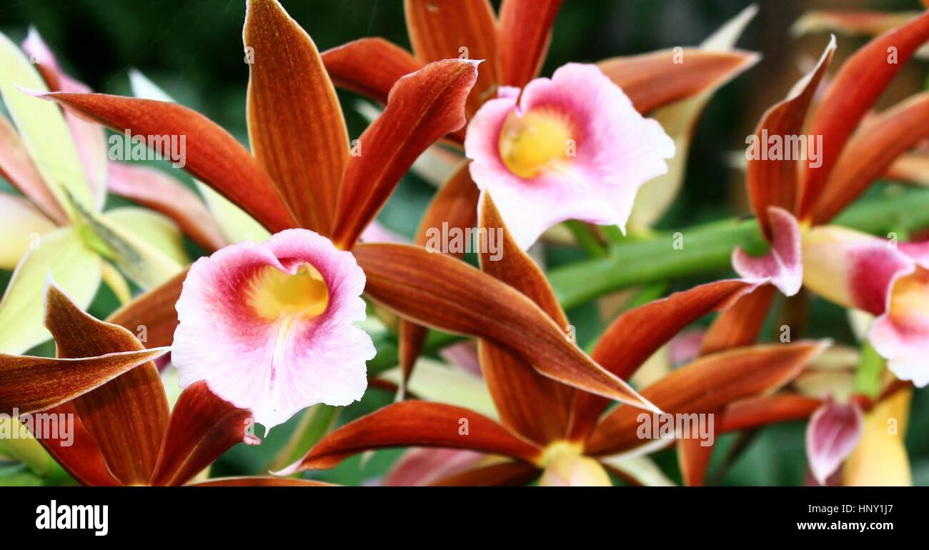 Beautiful flowers of the swamp orchid - Phaius australis an endangered species of orchid found along a section of the east coast of Australia Stock Photo