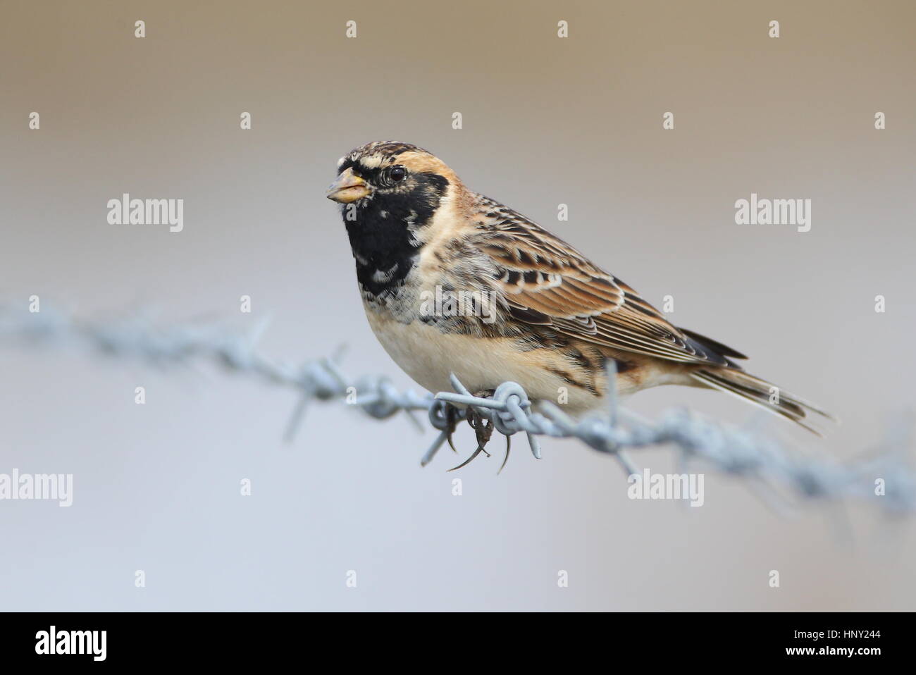 Lapland Bunting Uk High Resolution Stock Photography and Images - Alamy