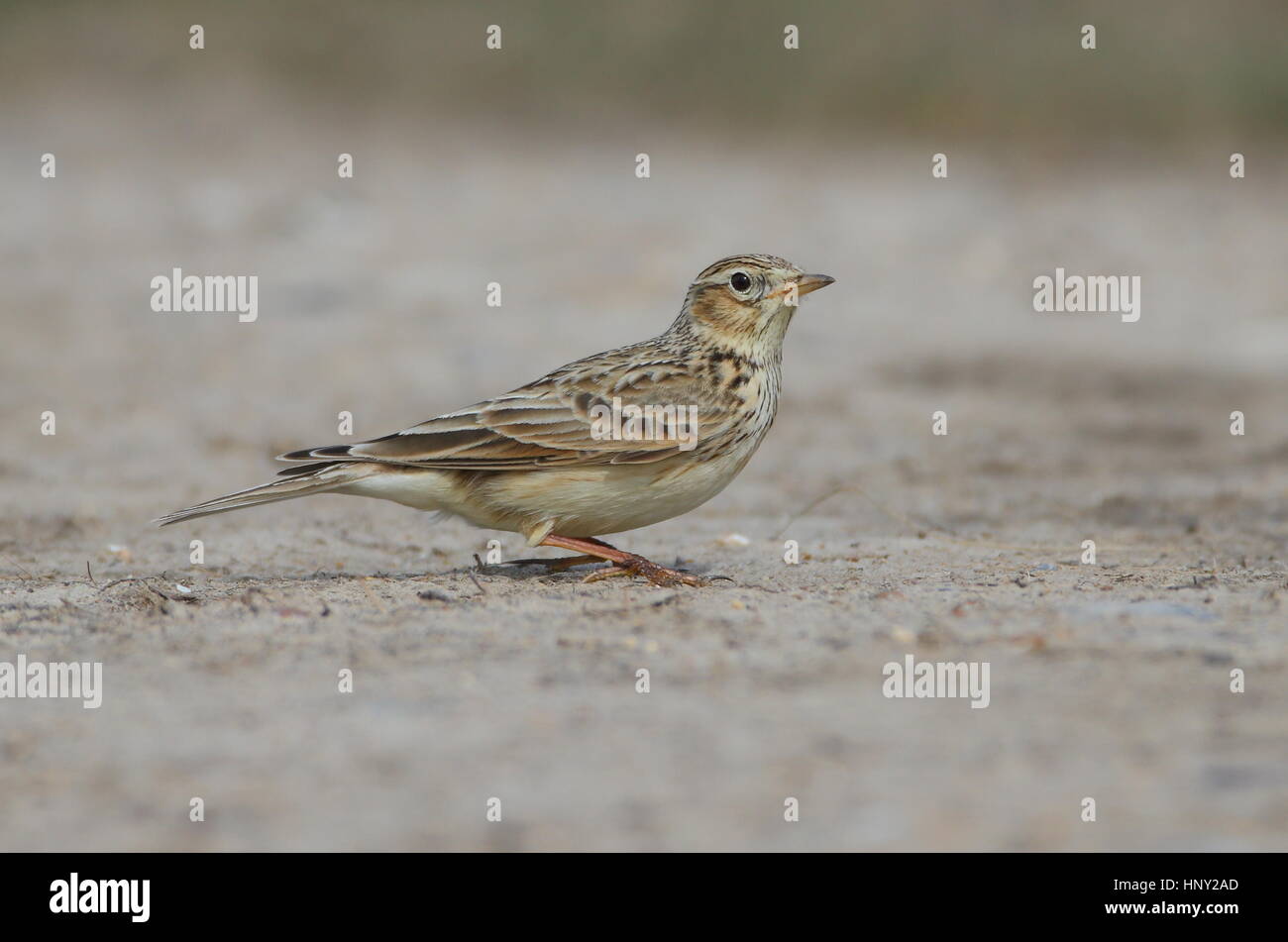 Several Skylarks present with the Buntings. Stock Photo