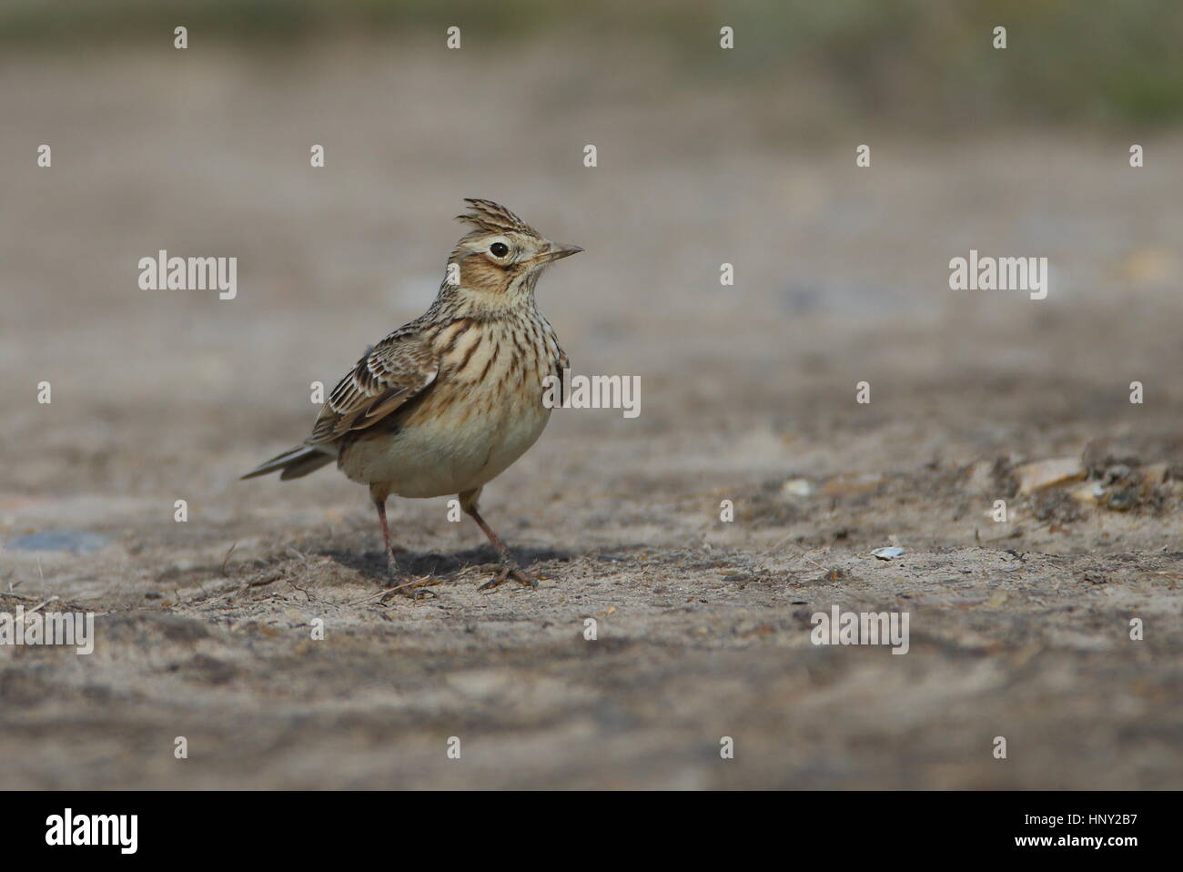 Several Skylarks present with the Buntings. Stock Photo