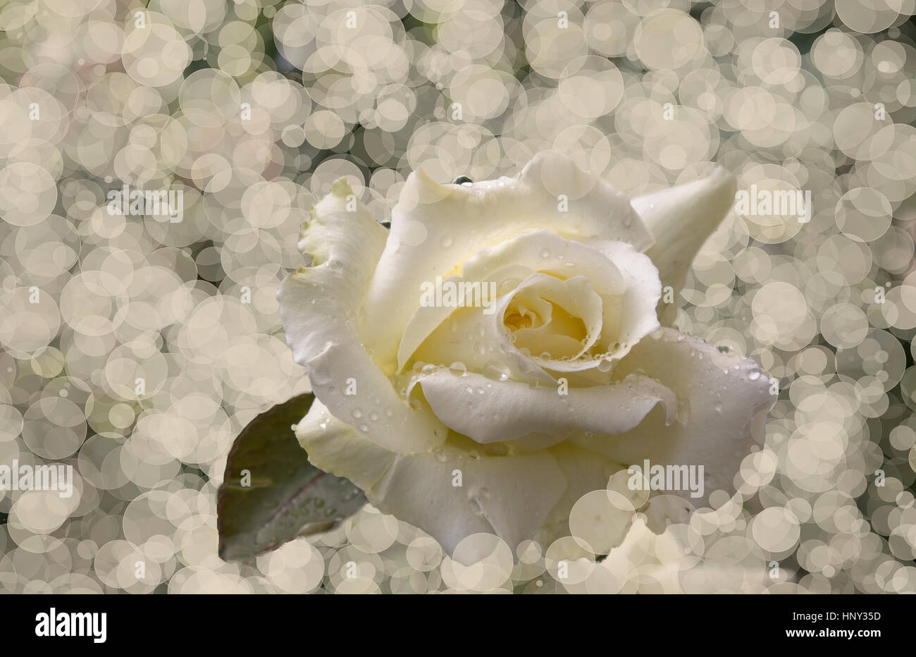 White rose with drops hi-res stock photography and images - Alamy