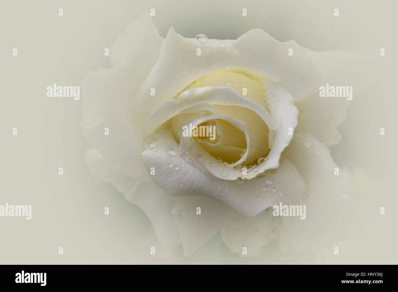White rose with drops hi-res stock photography and images - Alamy