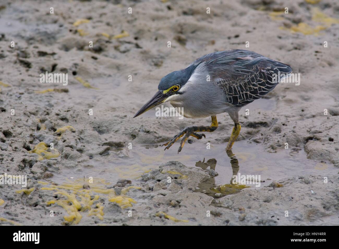 Striated (little) heron - Butorides striata - walking in soft mud at low tide. Unusual angle of view showing crouching posture and large feet. Stock Photo