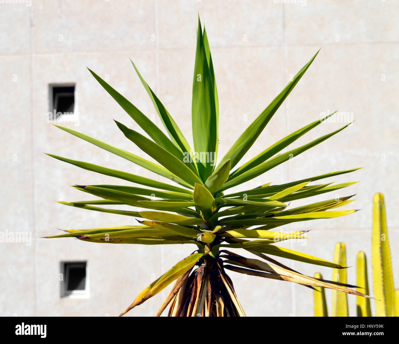 Spanish bayonet tree Latin name Yucca aloifolia flowers Stock Photo