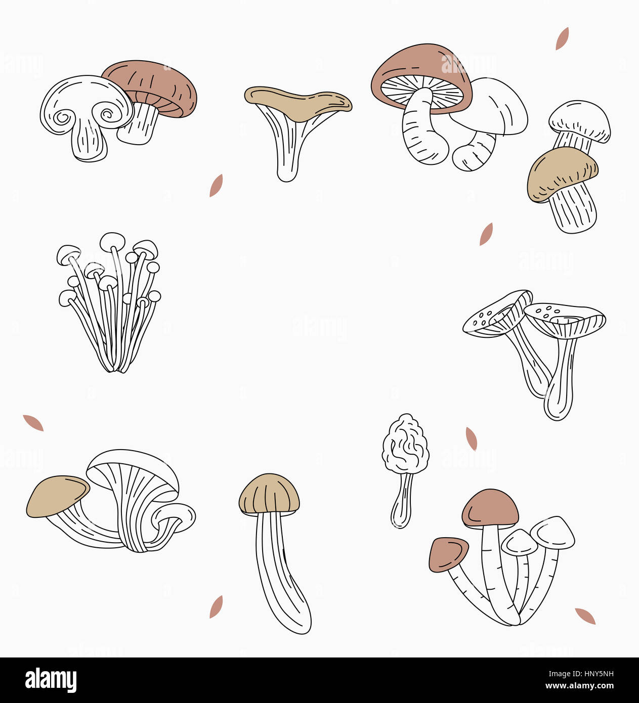 Drawing of various mushrooms Stock Photo
