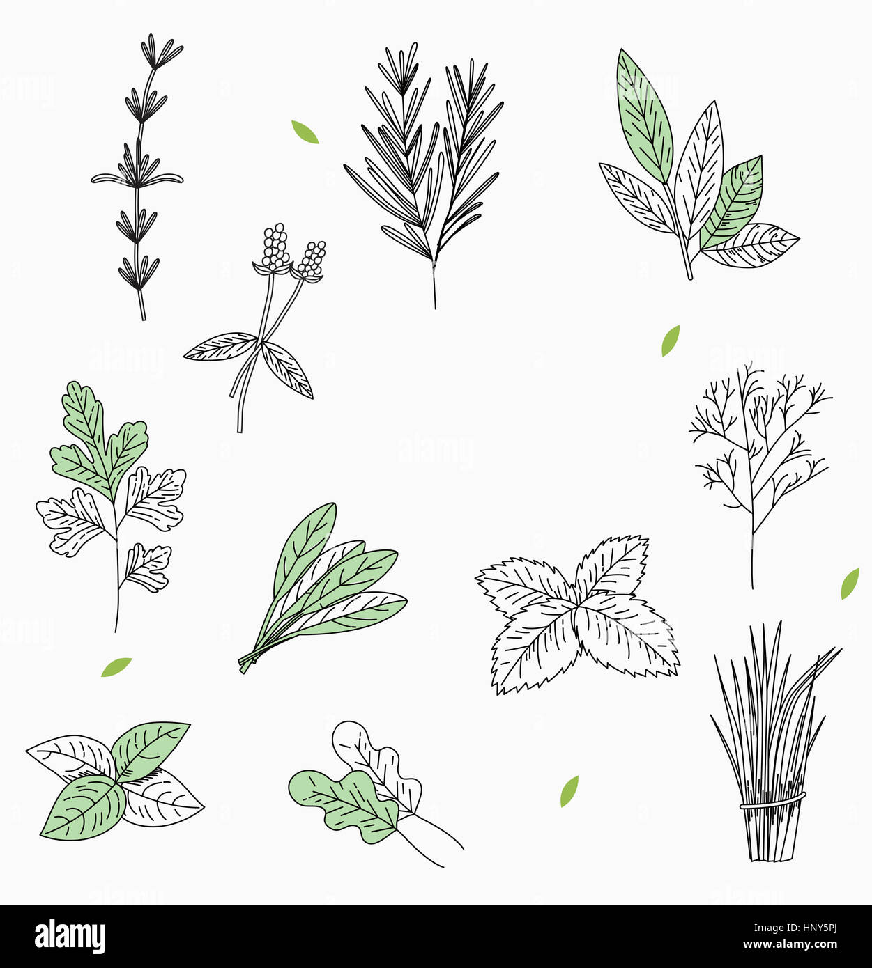 Drawing of various herbs Stock Photo Alamy