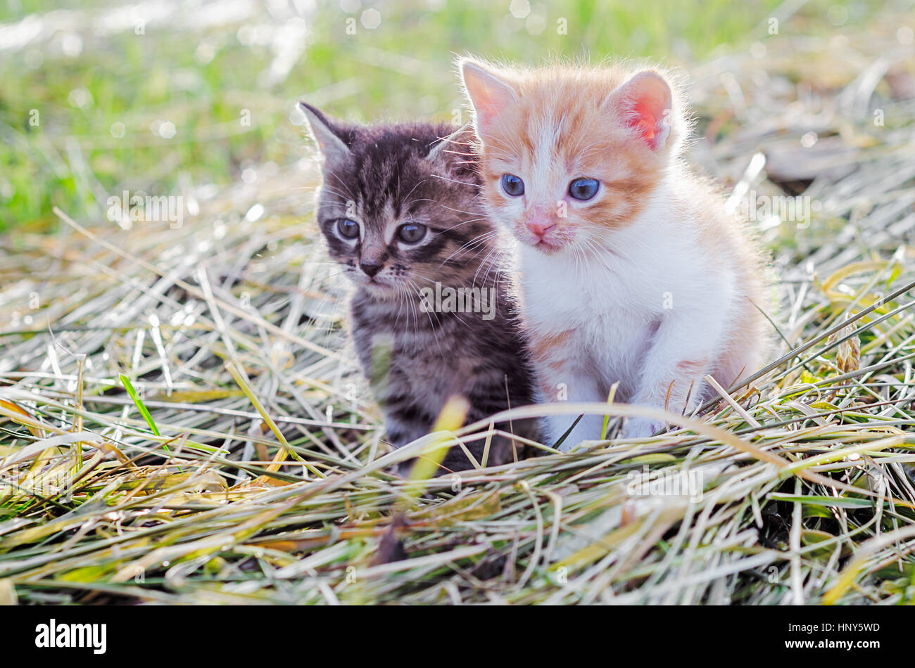 Tabby kittens playing garden hi-res stock photography and images - Alamy