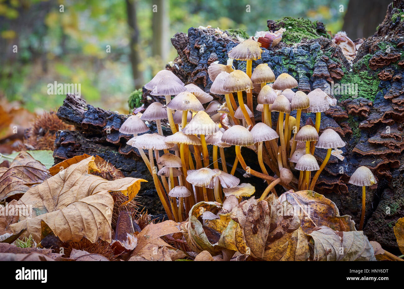 A colony of toadstools growing on a tree stump in the woods Stock Photo