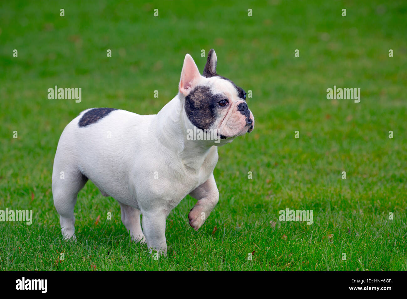French Bulldog portrait in garden Stock Photo